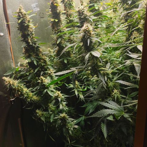 Easy Plant growlog timeline photo