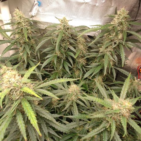 Auto AK Passion growlog timeline photo