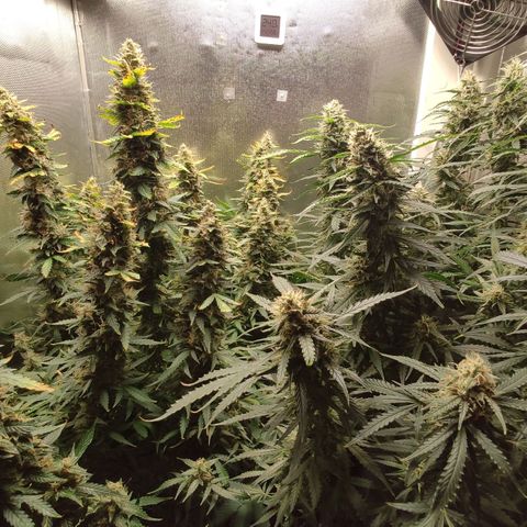 Easy Plant growlog timeline photo