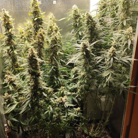 Easy Plant growlog timeline photo