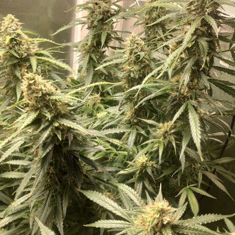 Auto AK Passion growlog timeline photo
