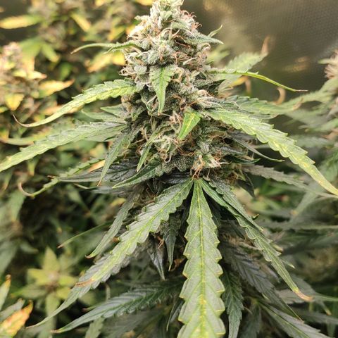 Auto AK Passion growlog timeline photo