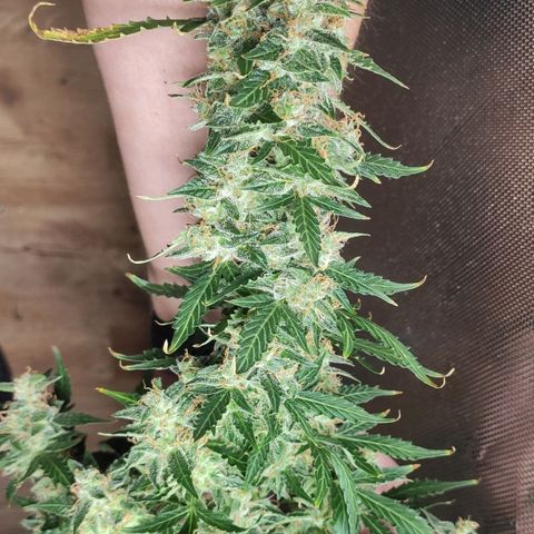 Easy Plant growlog timeline photo