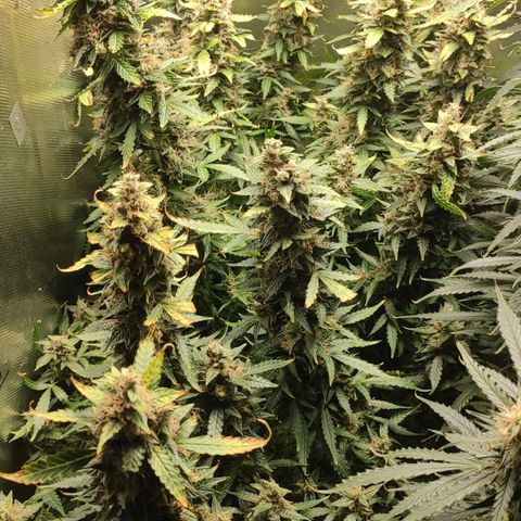 Easy Plant growlog timeline photo