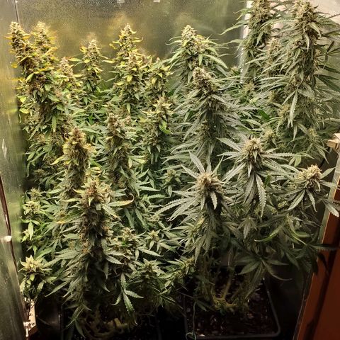 Easy Plant growlog timeline photo