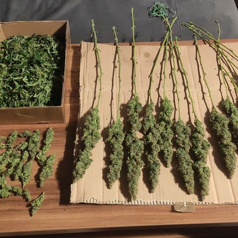 Easy Plant growlog timeline photo