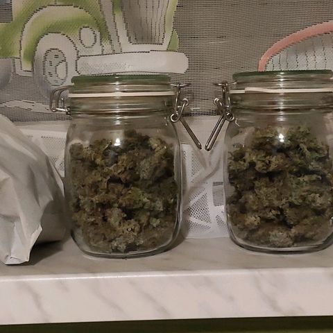 Easy Plant growlog photo: 105g dry weight total usable stuff - 79g good for smoking, the rest goes to hot bath in coconut oil to end in pierniki and make next X-mas less shity than usual 😁