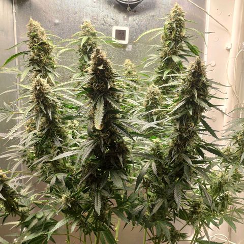 Auto AK Passion growlog timeline photo