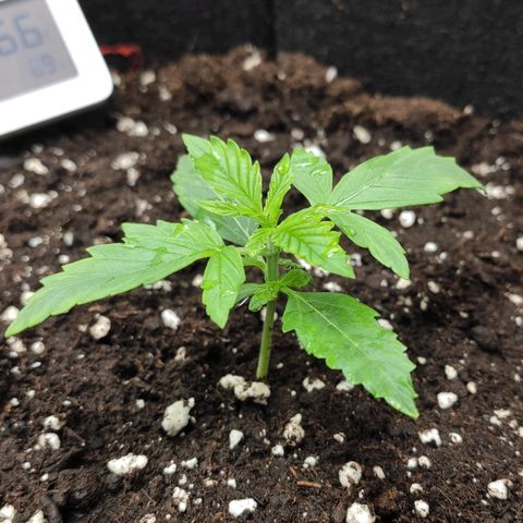 AK472 Autoflow growlog timeline photo