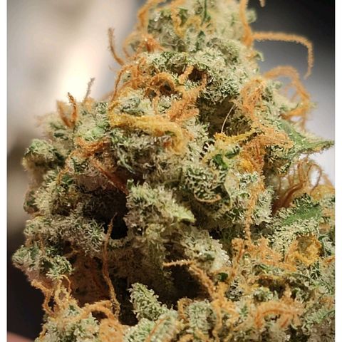 Auto AK Passion growlog timeline photo