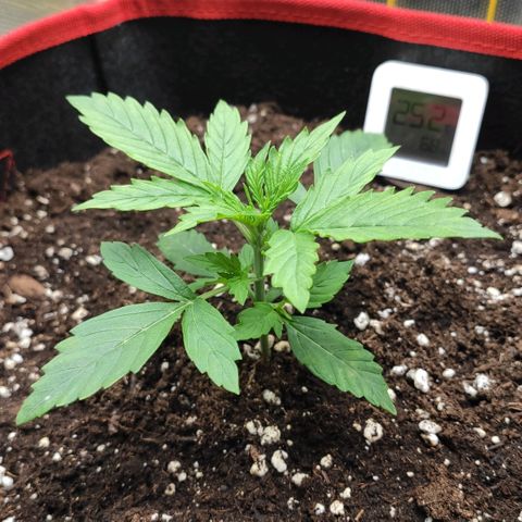 AK472 Autoflow growlog timeline photo