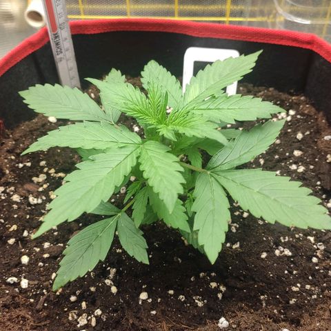 AK472 Autoflow growlog timeline photo