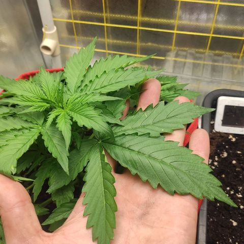 AK472 Autoflow growlog timeline photo