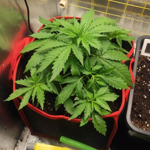 AK472 Autoflow growlog timeline photo