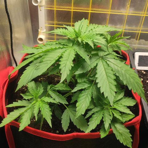 AK472 Autoflow growlog timeline photo