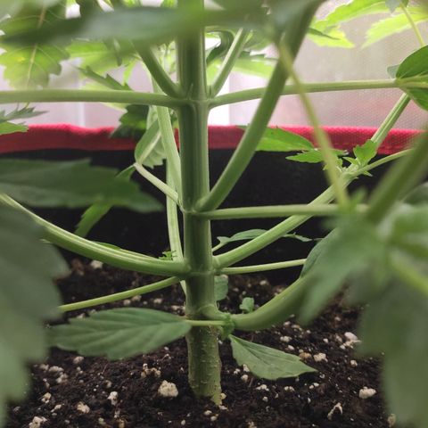 AK472 Autoflow growlog timeline photo