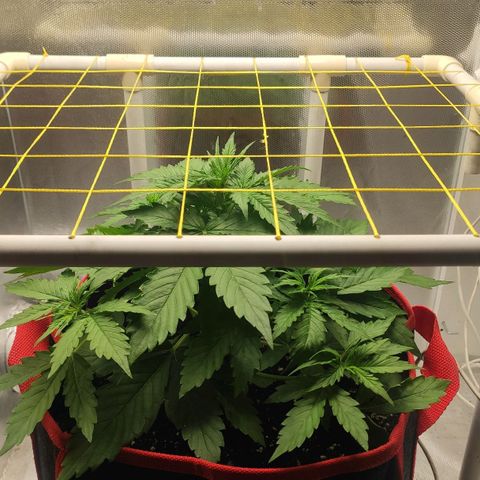 AK472 Autoflow growlog timeline photo