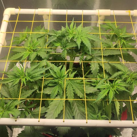 AK472 Autoflow growlog timeline photo