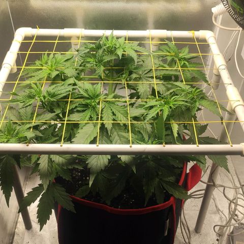 AK472 Autoflow growlog timeline photo
