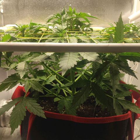 AK472 Autoflow growlog timeline photo