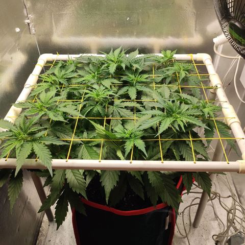 AK472 Autoflow growlog timeline photo