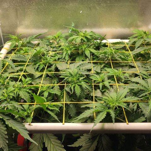 AK472 Autoflow growlog timeline photo