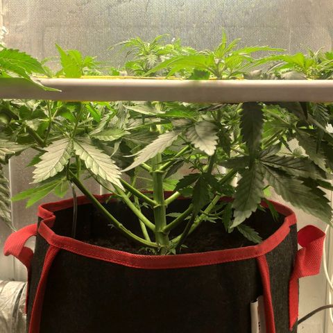 AK472 Autoflow growlog timeline photo