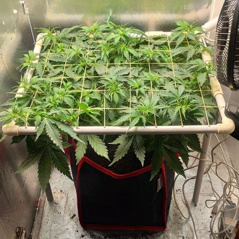 AK472 Autoflow growlog timeline photo