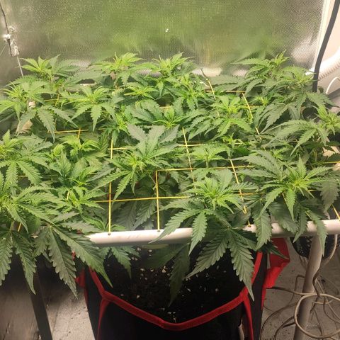 AK472 Autoflow growlog timeline photo