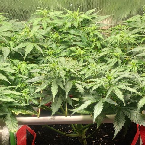AK472 Autoflow growlog timeline photo