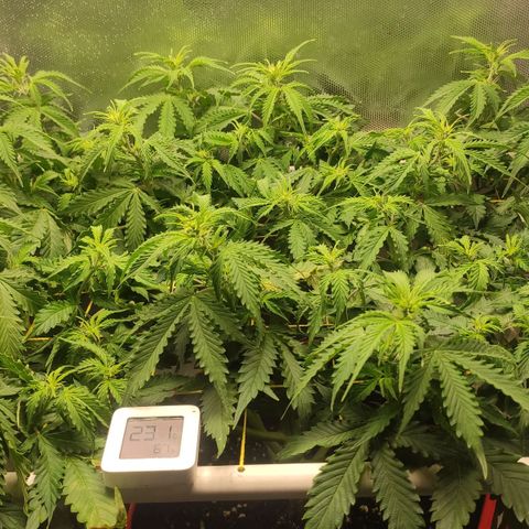 AK472 Autoflow growlog timeline photo