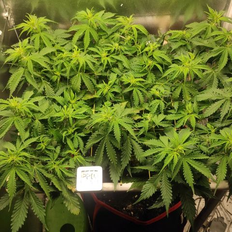 AK472 Autoflow growlog timeline photo