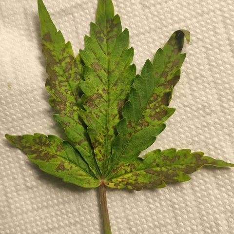 AK472 Autoflow growlog photo: Ca+Mg