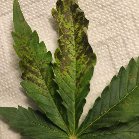 AK472 Autoflow growlog photo: Ca+Mg
