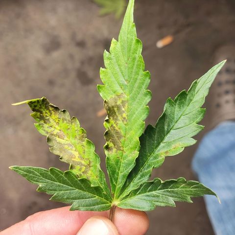 AK472 Autoflow growlog photo: Ca+Mg