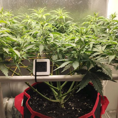 AK472 Autoflow growlog timeline photo