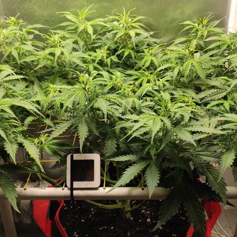 AK472 Autoflow growlog timeline photo