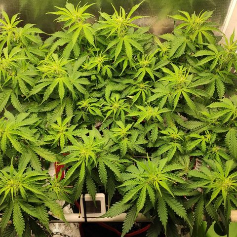 AK472 Autoflow growlog timeline photo
