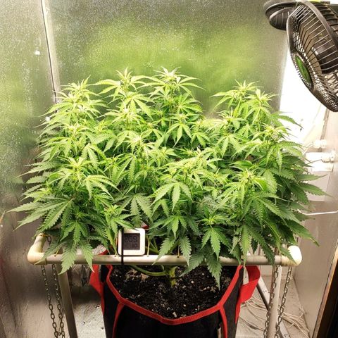 AK472 Autoflow growlog timeline photo