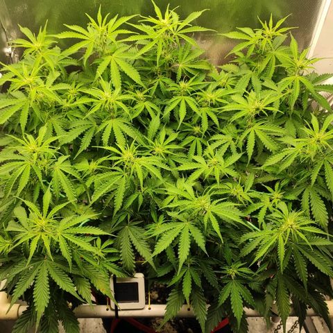 AK472 Autoflow growlog timeline photo