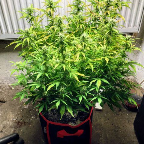 AK472 Autoflow growlog timeline photo