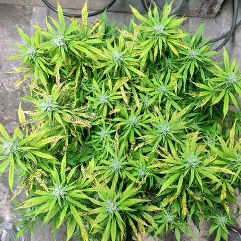 AK472 Autoflow growlog timeline photo
