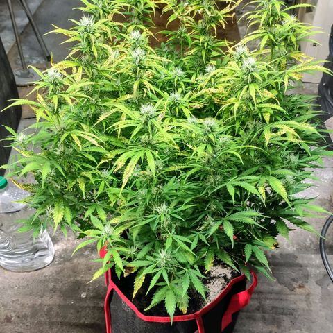 AK472 Autoflow growlog timeline photo