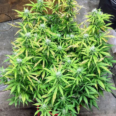 AK472 Autoflow growlog timeline photo