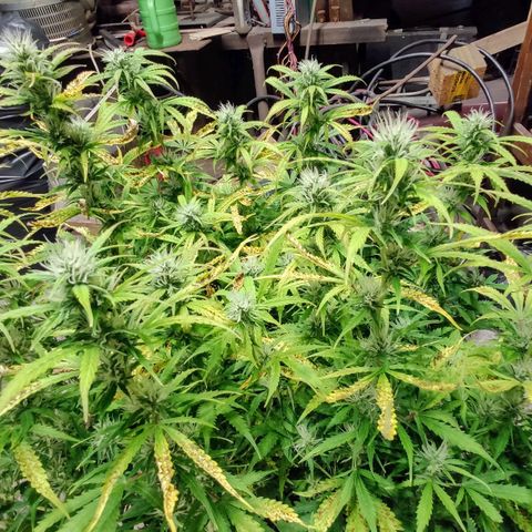 AK472 Autoflow growlog timeline photo