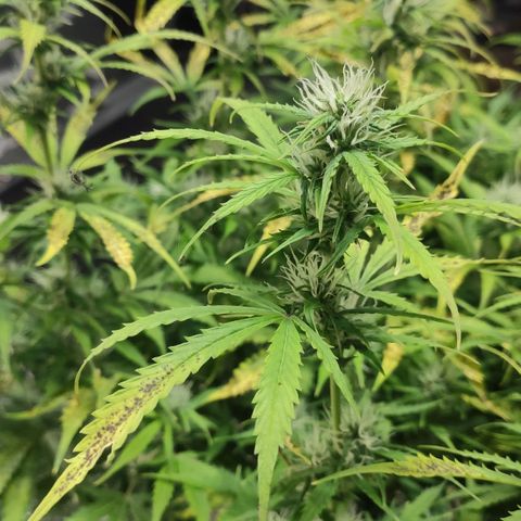 AK472 Autoflow growlog timeline photo