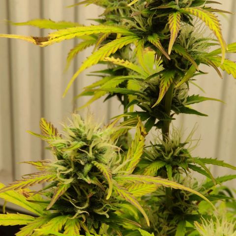 AK472 Autoflow growlog timeline photo