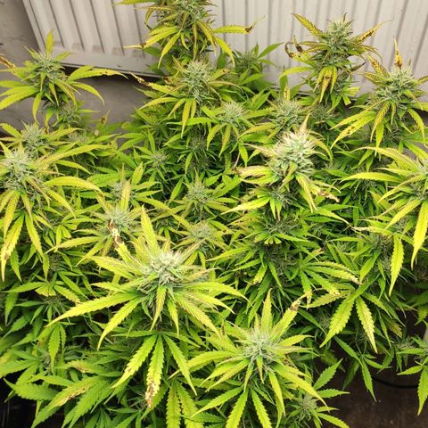 AK472 Autoflow growlog timeline photo
