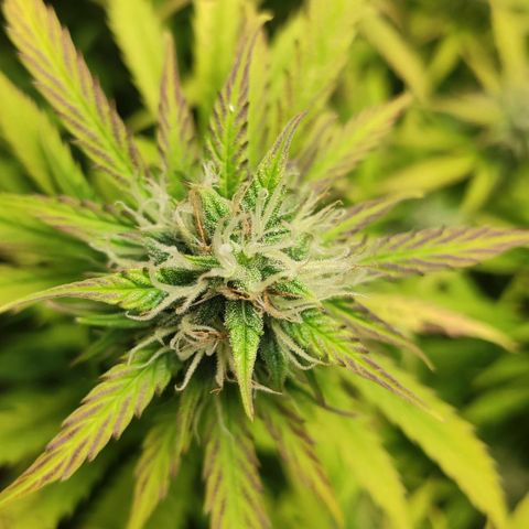 AK472 Autoflow growlog timeline photo