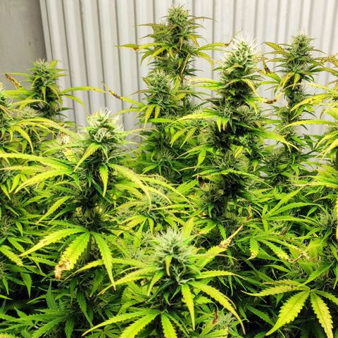 AK472 Autoflow growlog timeline photo